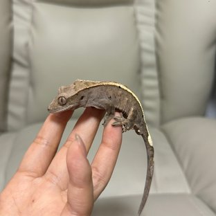 100%헷아잔틱 세이블