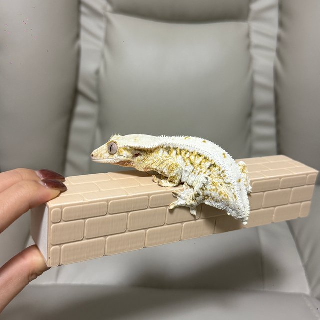 릴리화이트 트라이