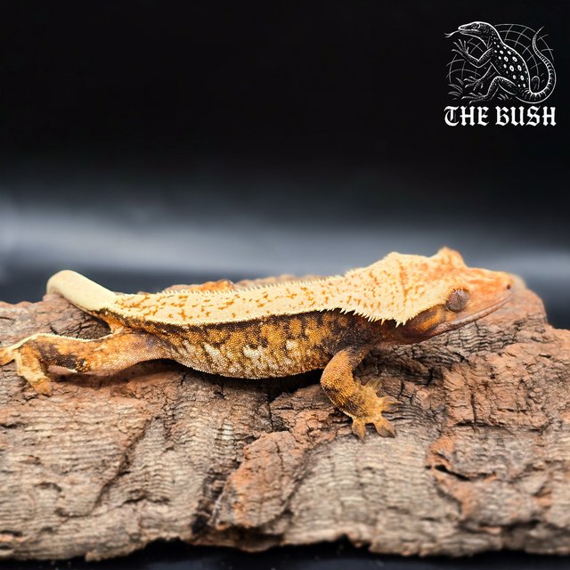 노멀 텐저린 화이트 트라이 핀스트라이프 화이트스팟