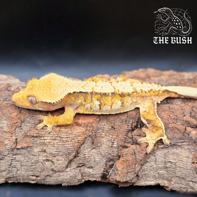 노멀 텐저린 익스트림할리퀸 화이트스팟 드리피 트라이