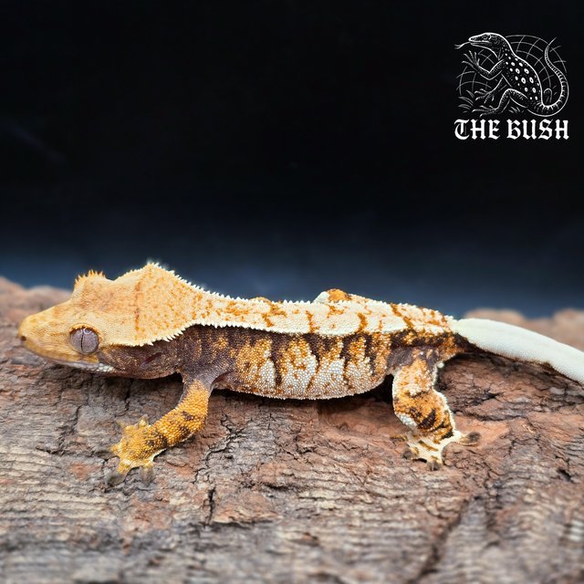 노멀 트라이 익스트림할리퀸 텐저린 화이트