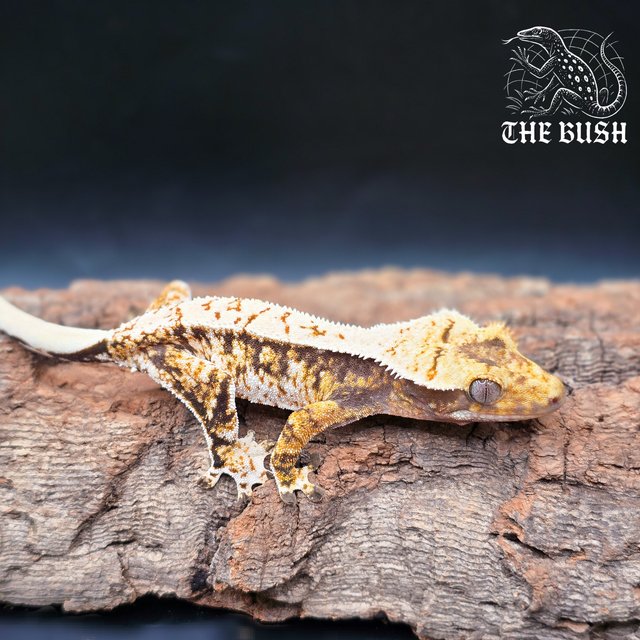 노멀 텐저린 화이트 화이트스팟 드리피 트라이