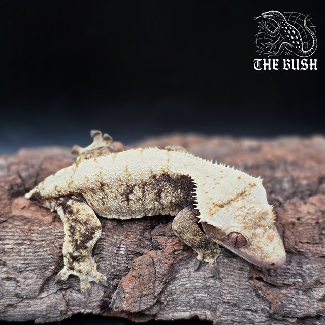 노멀 트라이 화이트스팟 드리피 화이트