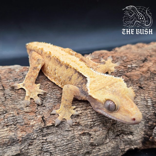 노멀 텐저린 패턴리스