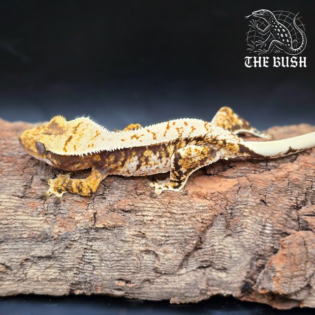 노멀 텐저린 화이트 화이트스팟 드리피 트라이