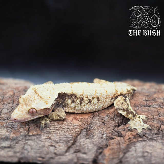 노멀 트라이 화이트스팟 드리피 화이트