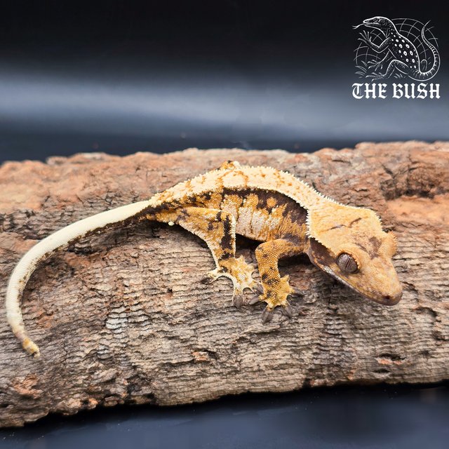 노멀 텐저린 화이트 화이트스팟 화이트핀 드리피