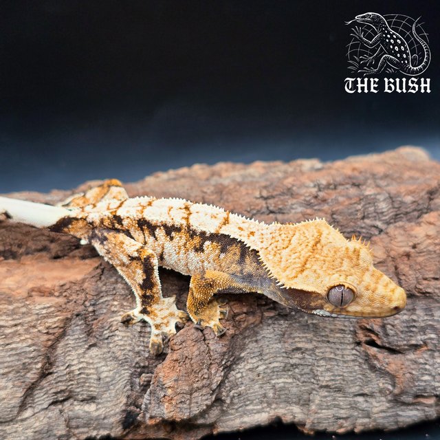 노멀 트라이 화이트스팟 텐저린 화이트