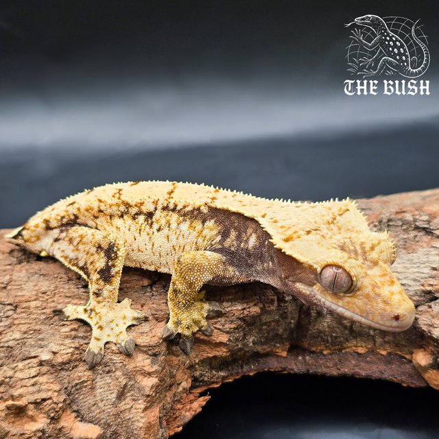 노멀 드리피 화이트스팟