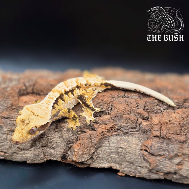 노멀 트라이 익스트림할리퀸 화이트스팟 드리피 옐로우