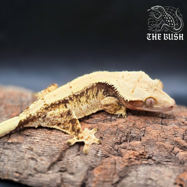 노멀 드리피 화이트스팟