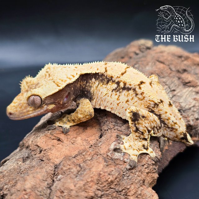 노멀 드리피 화이트스팟