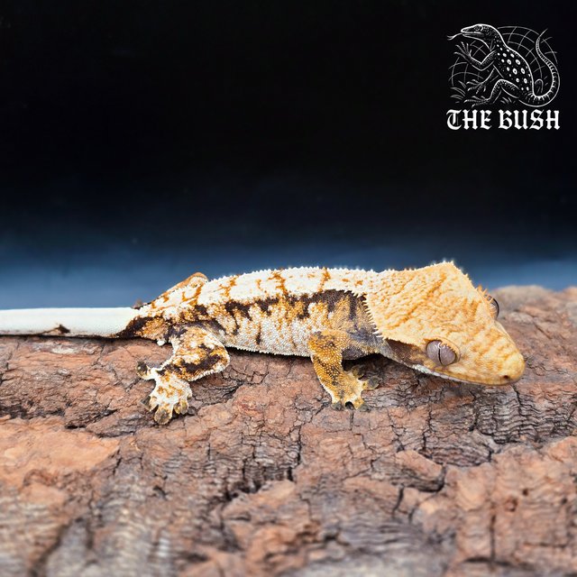 노멀 트라이 화이트스팟 텐저린 화이트