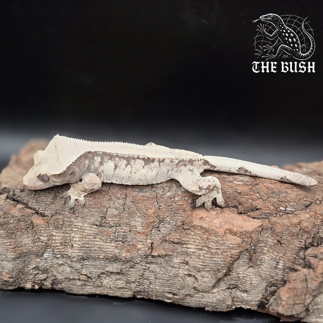 노멀 트라이 화이트스팟 드리피 화이트 솔리드백