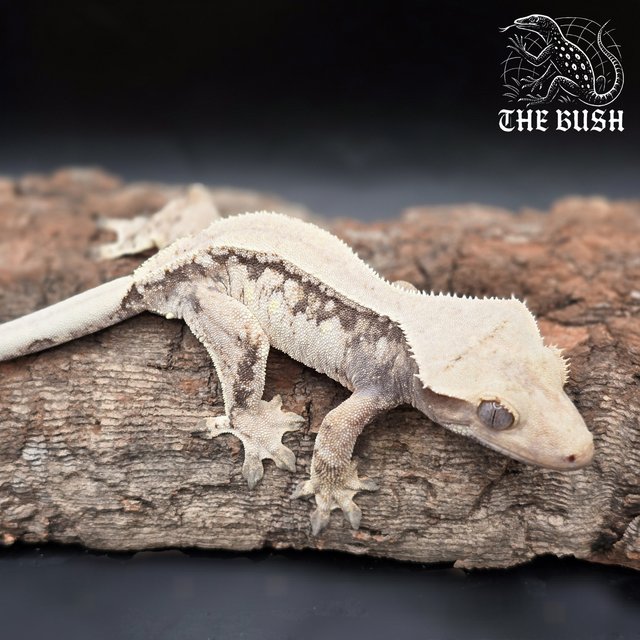 노멀 트라이 화이트스팟 드리피 화이트 솔리드백