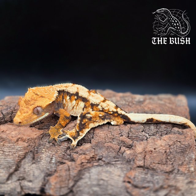 노멀 텐저린 화이트 화이트스팟 트라이