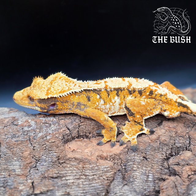 노멀 텐저린 화이트 화이트스팟 익스트림할리퀸 트라이