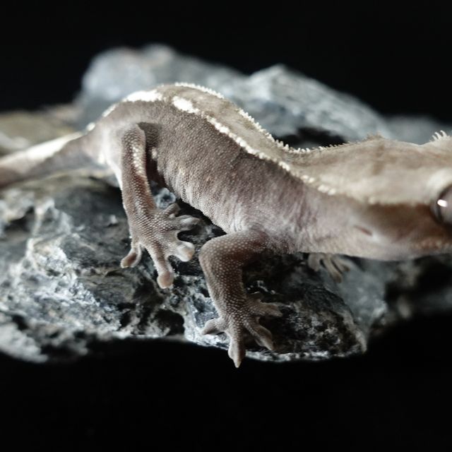 아잔틱