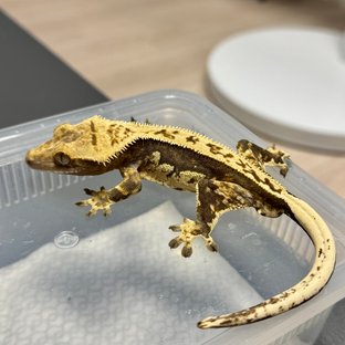 쿼드 핀스트라이프