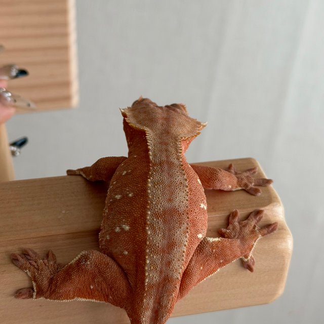 레드 바이 화이트포트홀