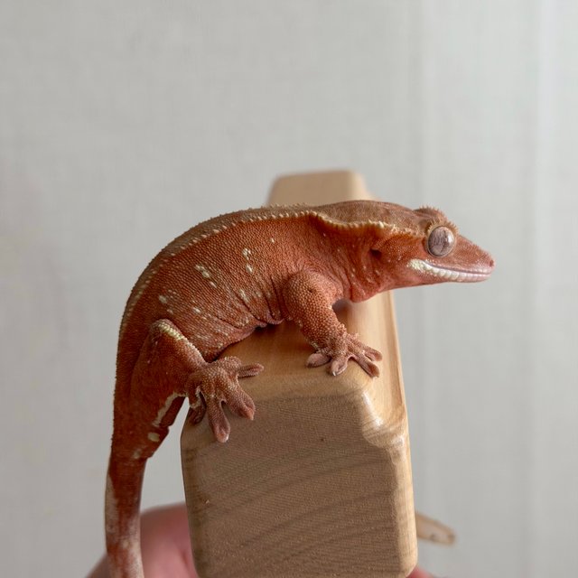 레드 바이 화이트포트홀