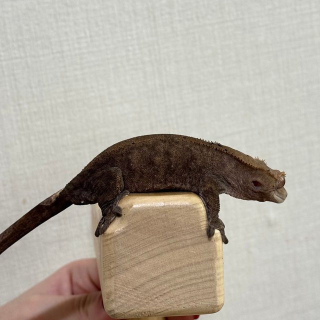 다크 팬텀 카푸치노