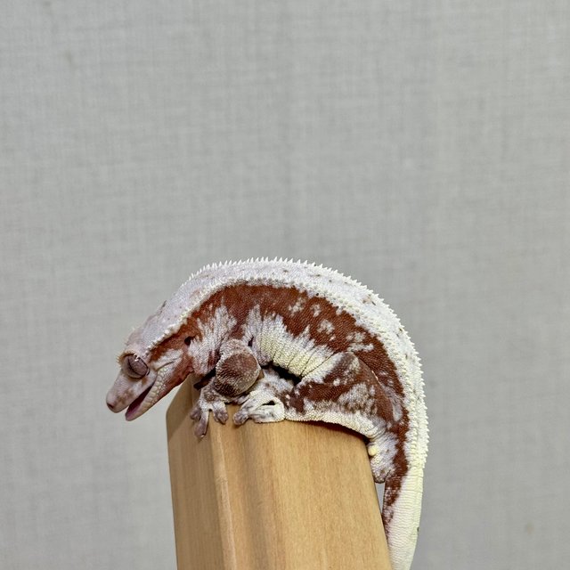 100%헷아잔틱 레드 릴리화이트