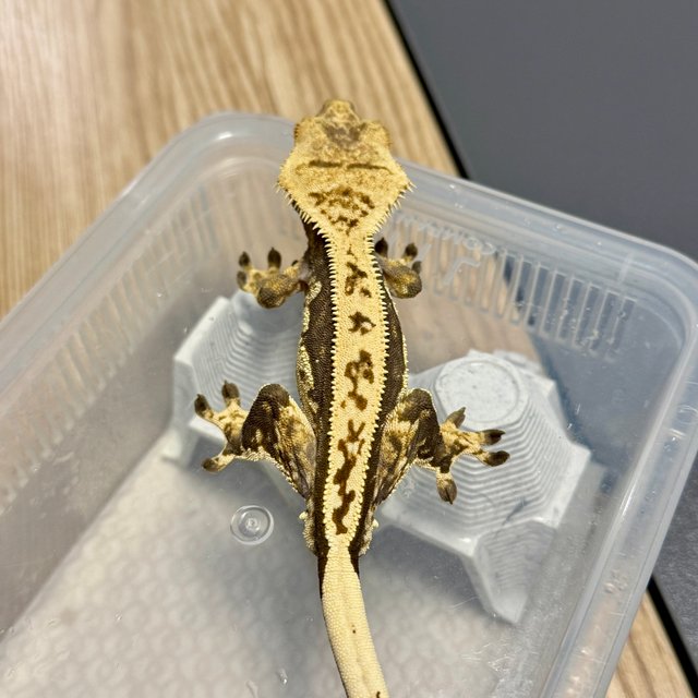 쿼드 핀스트라이프