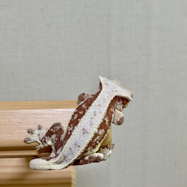 100%헷아잔틱 레드 릴리화이트