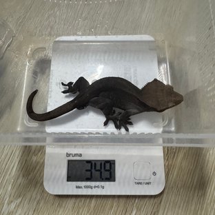 아잔틱