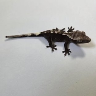 아잔틱