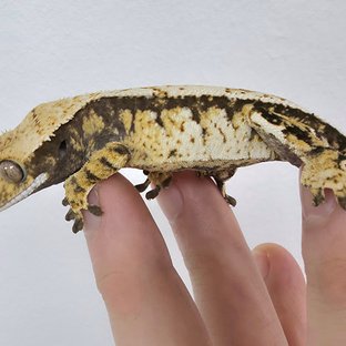 트라이 익스트림할리퀸