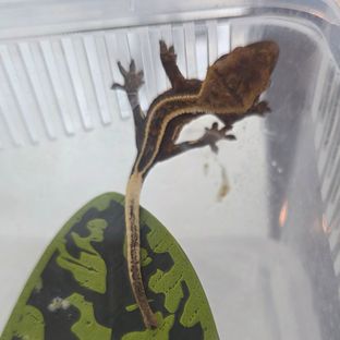 엠티백 풀핀