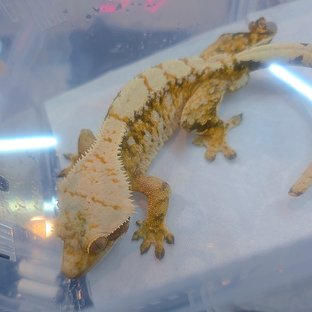 트라이 익스트림할리퀸