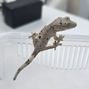 슈퍼달마시안 달마시안