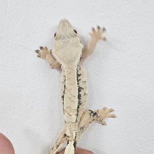 Normal Tri Extreme Harlequin White
