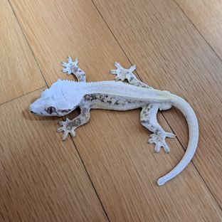 리버