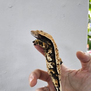 Tri Extreme Harlequin Dark Black White Crown White Pin