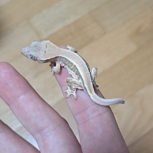 레모
