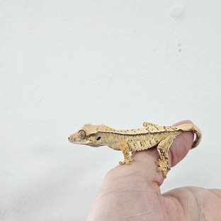 Tri Extreme Harlequin White Porthole