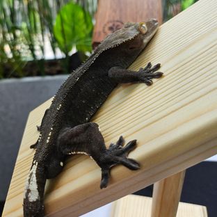 Axanthic
