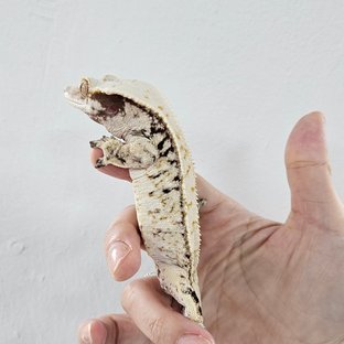 Drippy White Porthole White White Spot