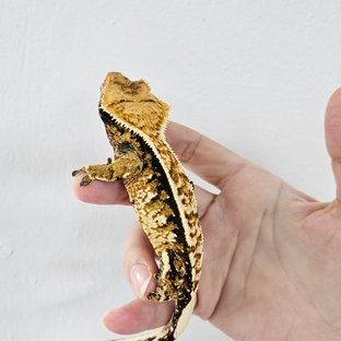 Tangerine Tri Extreme Harlequin