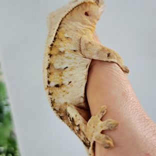 노멀 트라이 익스트림할리퀸