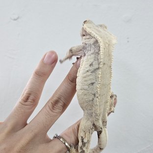 Normal Drippy White Spot Extreme Harlequin Tri White