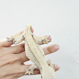Normal Tri Extreme Harlequin White