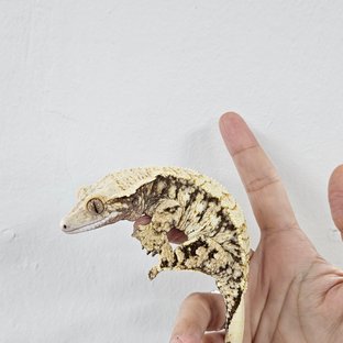 Tri Extreme Harlequin White Porthole White Spot