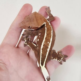 레드 카푸치노 풀핀 엠티백 화이트핀