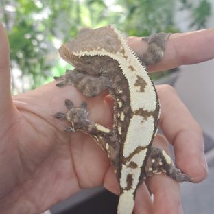 세이블