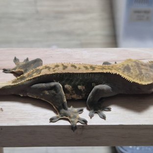 100%헷아잔틱 풀핀